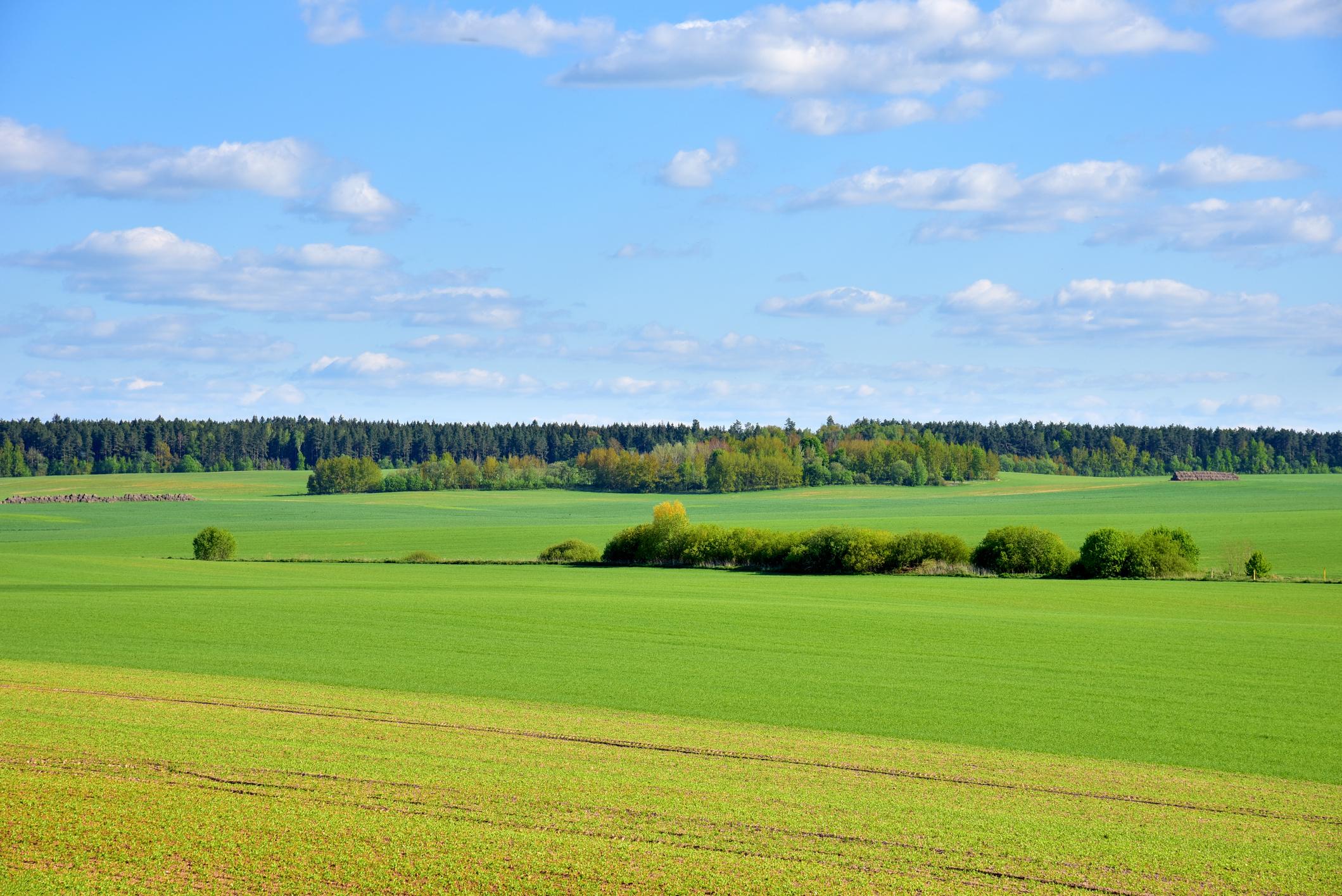 View of a green field in the countryside against a blue sky with clouds. Agriculture and farming concept