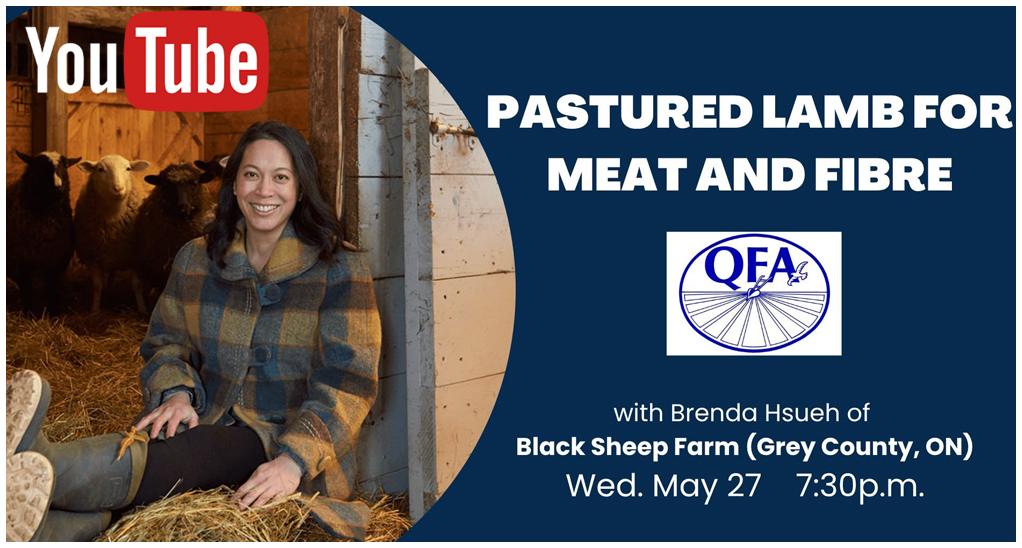 Pastured Lamb for Meat and Fibre